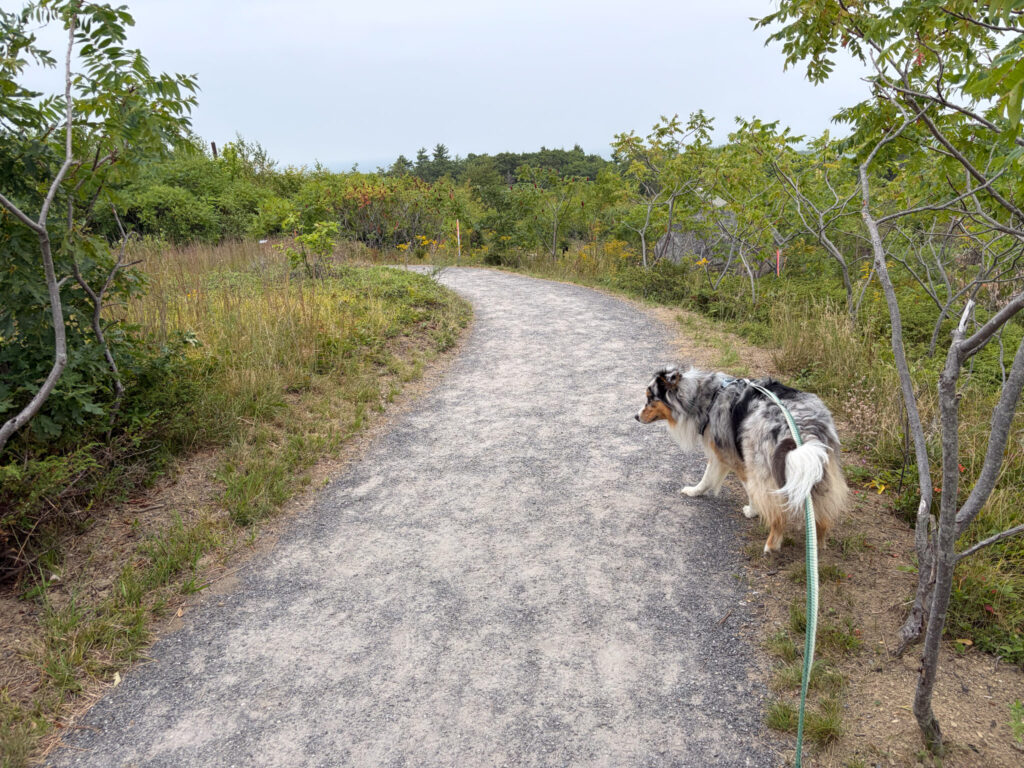 Hiking Mount Agamenticus