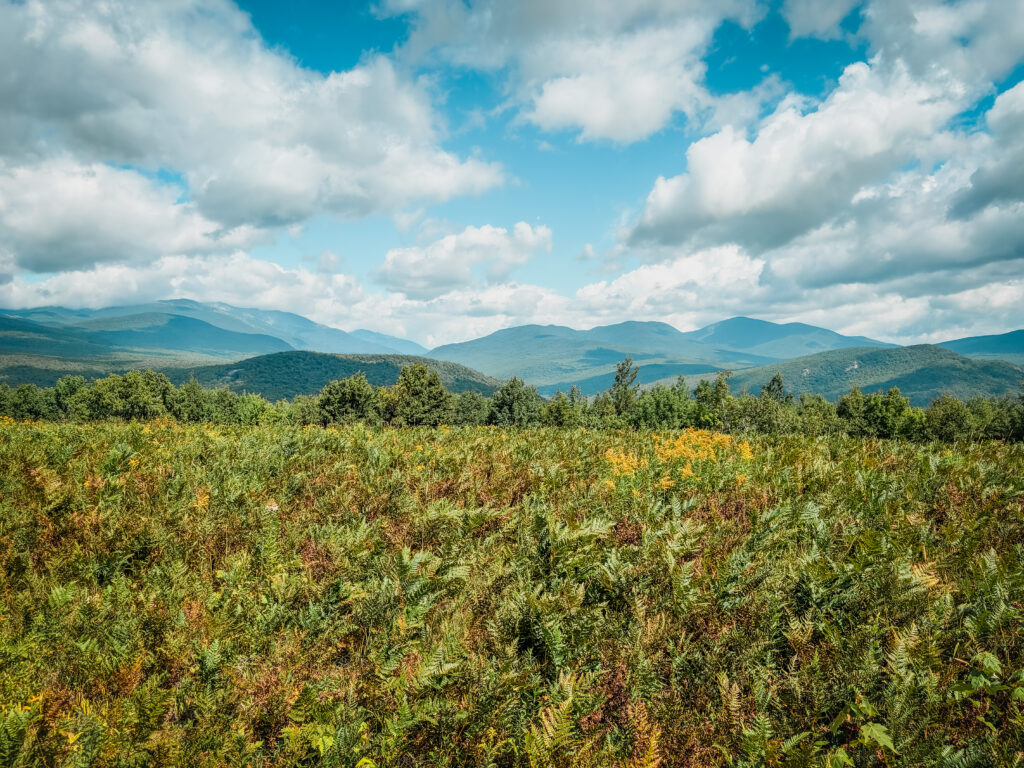Panoramic view of the White Mountains in New Hampshire, with green ferns, forested mountain ridges, and a partly cloudy blue sky.